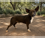 Small #4 Mutt