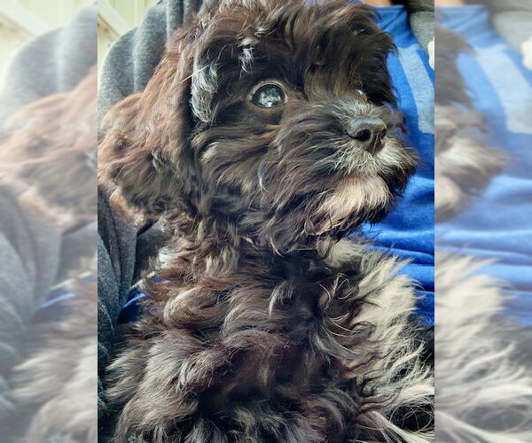 Medium Photo #3 Cavalier King Charles Spaniel Puppy For Sale in Brooklyn Center, MN, USA