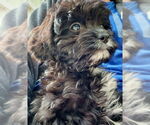 Small #2 Cavalier King Charles Spaniel