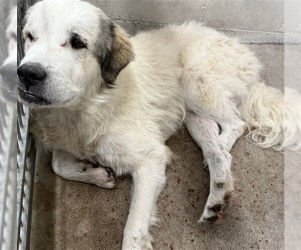 Medium Photo #1 Great Pyrenees Puppy For Sale in San Bernardino, CA, USA
