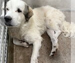 Small Great Pyrenees