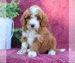 Small #3 Goldendoodle (Miniature)