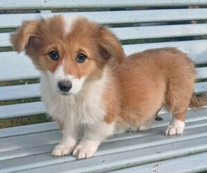 Pembroke Welsh Corgi Puppy for sale in MILTON, WI, USA