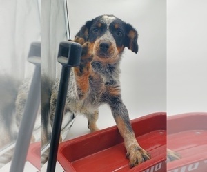 Australian Cattle Dog Puppy for sale in GOSHEN, IN, USA
