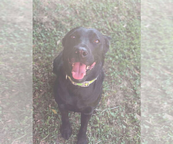 Medium Photo #2 Mutt Puppy For Sale in Gulfport, MI, USA