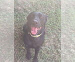 Small #1 Mutt