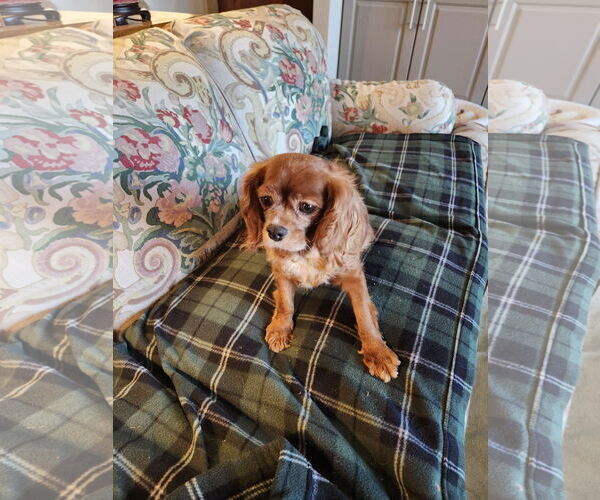 Medium Photo #2 Cavalier King Charles Spaniel Puppy For Sale in Sioux Falls, SD, USA