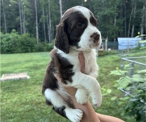 English Springer Spaniel Puppy for sale in LENOIR, NC, USA