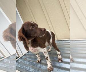 Brittany Puppy for sale in FITZGERALD, GA, USA