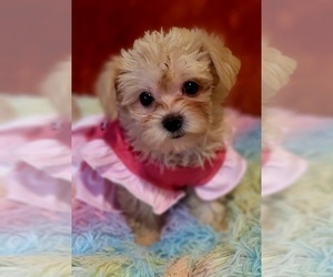 Medium Yorkshire Terrier