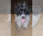 Small #4 Poodle (Toy)