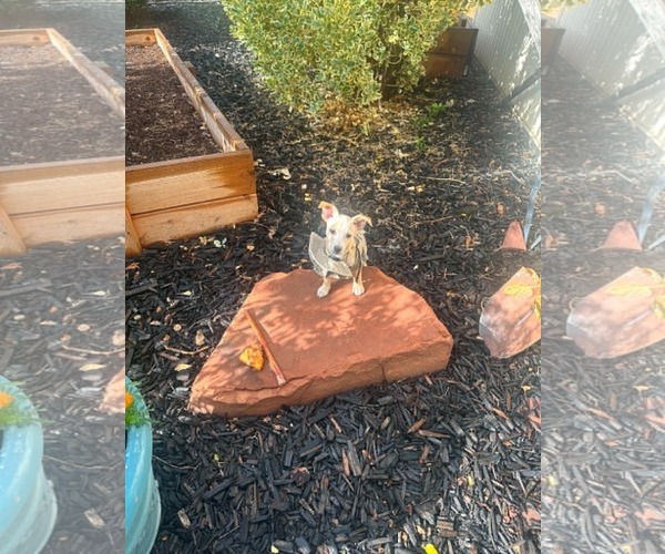 Medium Photo #6 Chihuahua-Unknown Mix Puppy For Sale in Sandy, UT, USA