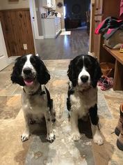 Father of the English Springer Spaniel puppies born on 03/06/2018