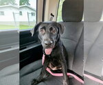 Small #1 Labrador Retriever Mix