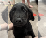 Small #2 Goldendoodle