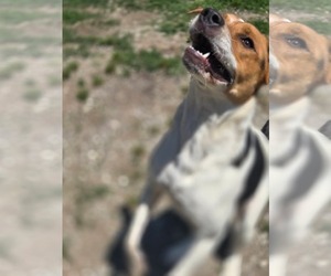 Roxie - Female Mutt Dog for Adoption - Photo #3