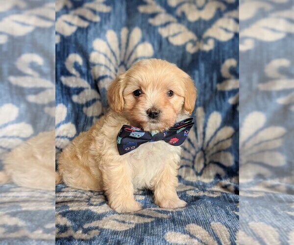 Medium Photo #2 Maltipoo Puppy For Sale in ATGLEN, PA, USA