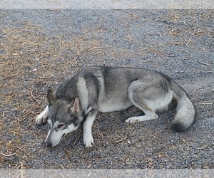 Father of the Siberian Husky-Timber Wolf Mix puppies born on 08/14/2023