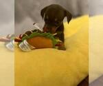 Small Photo #3 Chiweenie Puppy For Sale in MARIETTA, GA, USA