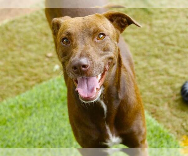 Medium Photo #1 Labrador Retriever-Unknown Mix Puppy For Sale in Tallahassee, FL, USA