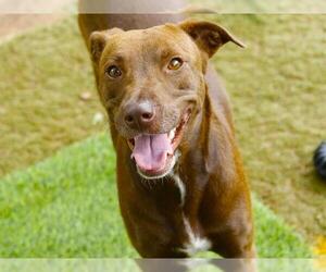 Labrador Retriever-Unknown Mix Dogs for adoption in Tallahassee, FL, USA
