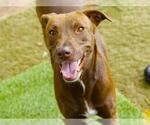 Small Labrador Retriever Mix