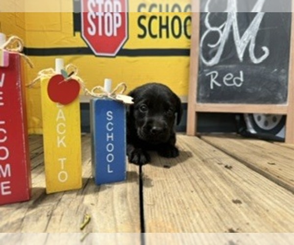 Medium Photo #1 Labrador Retriever Puppy For Sale in MAYSVILLE, GA, USA