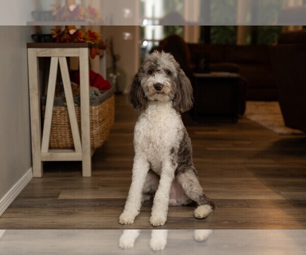 Medium Photo #1 Aussiedoodle-Goldendoodle Mix Puppy For Sale in HUTCHINSON, KS, USA