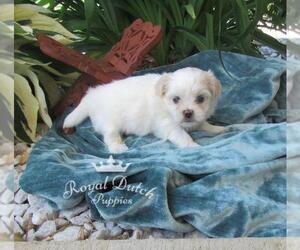 Zuchon Puppy for sale in LE MARS, IA, USA