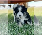 Puppy Sadie Miniature Australian Shepherd