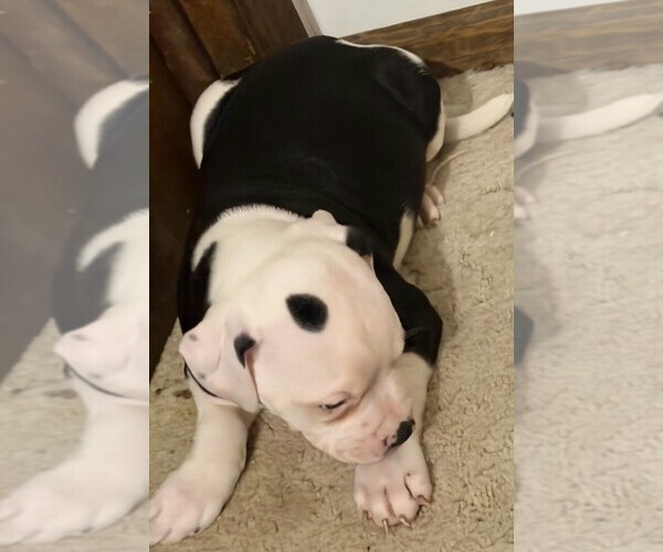 Medium Photo #3 American Bulldog Puppy For Sale in INDEPENDENCE, MO, USA