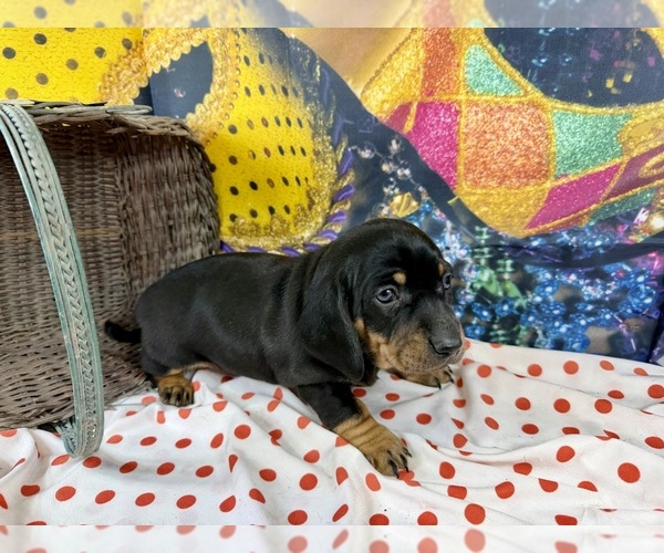 Medium Photo #8 Dachshund Puppy For Sale in CASSVILLE, MO, USA
