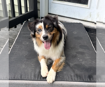 Small Photo #1 Australian Shepherd Puppy For Sale in HENRICO, VA, USA