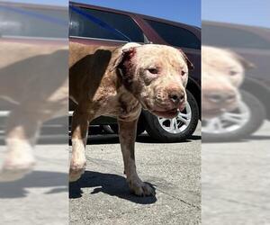 Mutt Dogs for adoption in Bakersfield, CA, USA