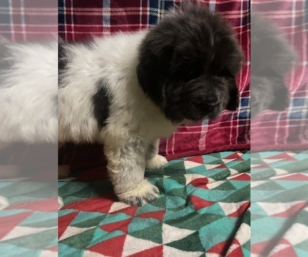 Medium Photo #13 Newfoundland Puppy For Sale in AURORA, IN, USA