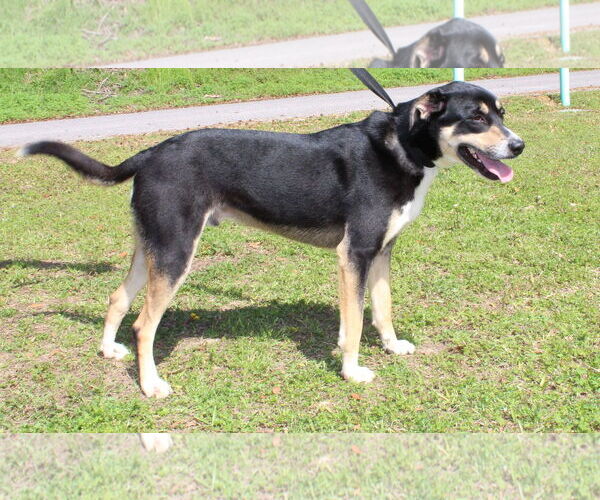 Medium Photo #7 Labrador Retriever-Unknown Mix Puppy For Sale in Prattville, AL, USA
