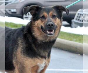 Shepradors Dogs for adoption in Canfield, OH, USA