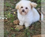 Philip Cheese S - Male Poodle (Toy) Puppy for Sale - Photo #3