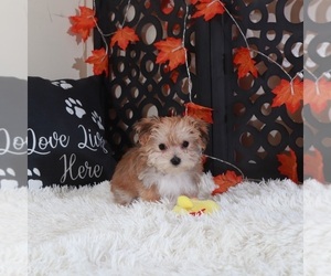 Yo-Chon Puppy for sale in MOUNT VERNON, OH, USA