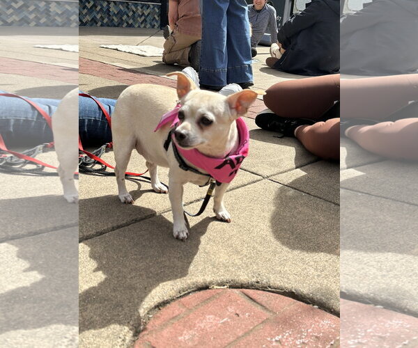 Medium Photo #1 Chihuahua Puppy For Sale in Bellevue, WA, USA