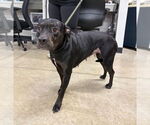 Small #2 American Staffordshire Terrier Mix
