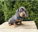Image preview for Ad Listing. Nickname: Sullivan