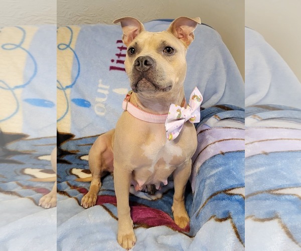 Medium Photo #2 Mutt Puppy For Sale in Rockaway, NJ, USA