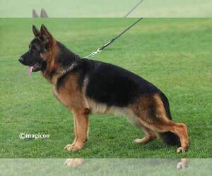 Father of the German Shepherd Dog puppies born on 03/01/2023
