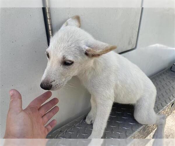 Medium Photo #1 Labrador Retriever Puppy For Sale in Houston, TX, USA