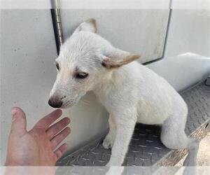 Labrador Retriever Dogs for adoption in Houston, TX, USA