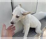 Small Labrador Retriever