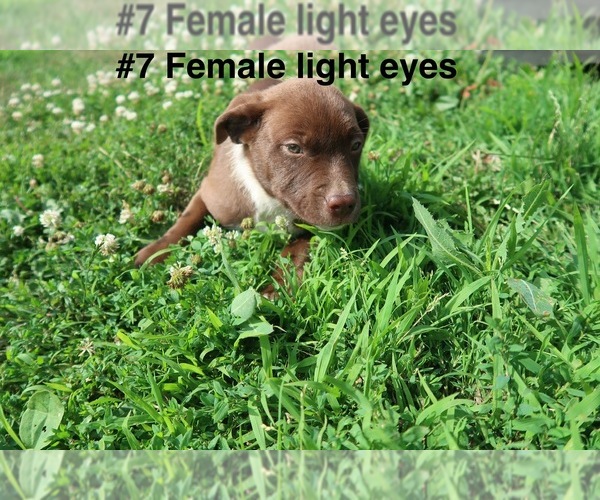 Medium Photo #4 Sheprador Puppy For Sale in ELGIN, IL, USA