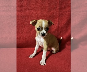 Chihuahua Puppy for sale in RIO GRANDE CITY, TX, USA
