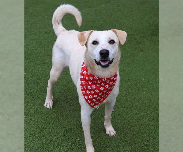 Medium Photo #3 Mutt Puppy For Sale in Rockaway, NJ, USA